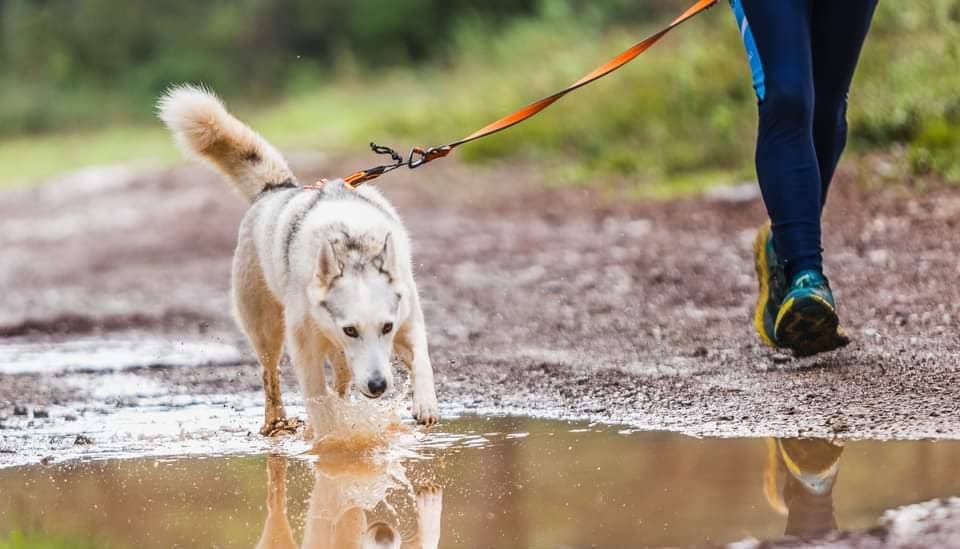 Canicross Canimarche CaniVTT Montpellier Hérault Foxes Spirit